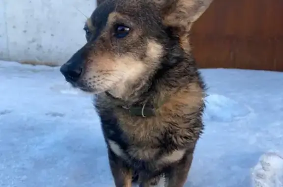 Найдена собака на Алмазной ул. в Пскове