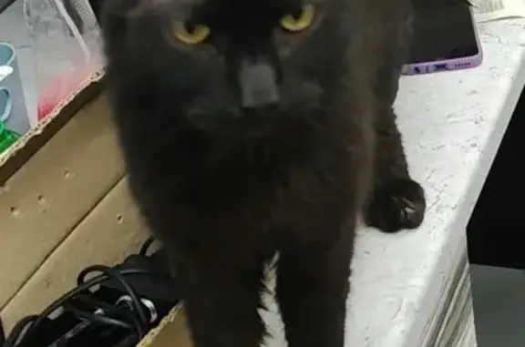 Найдена черная кошка с раной на голове в Пролетарском районе, Тула