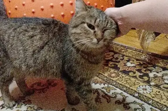 Найдена пушистая кошка на ул. В.И.Ленина, 58