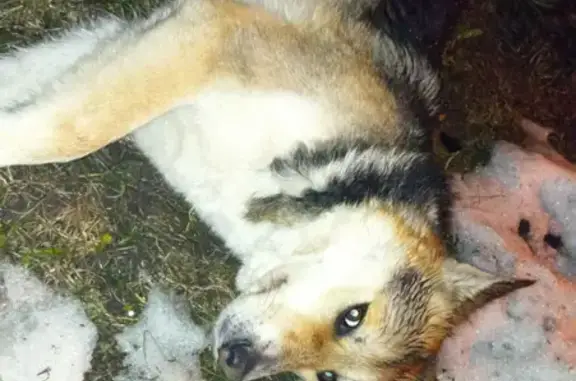 Найдена собака на Берёзовой ул. в ЖК Лесной городок