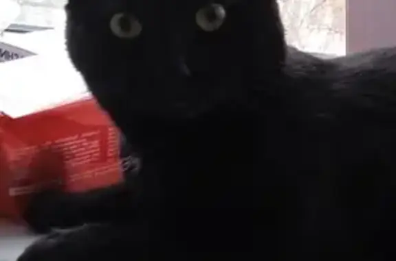 Найден ручной чёрный кот, район Кирова 41, тел. 89115404234