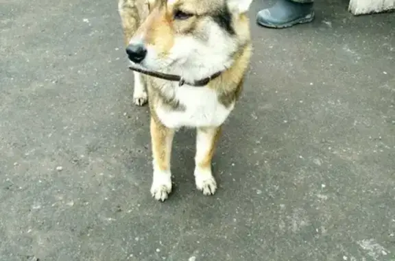 Собака найдена на улице Гайдара, Орёл.