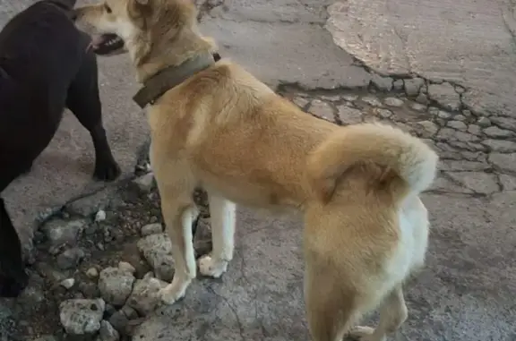 Найдена собака возле Санатория 