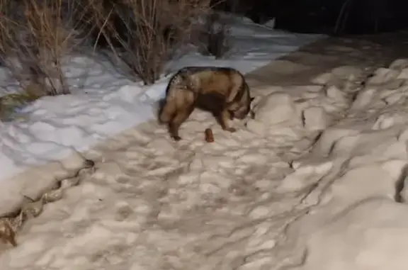 Найдена собака Хаски в Долгодеревенском