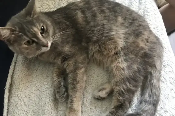Найдена кошка на Гусинобродском шоссе, 17