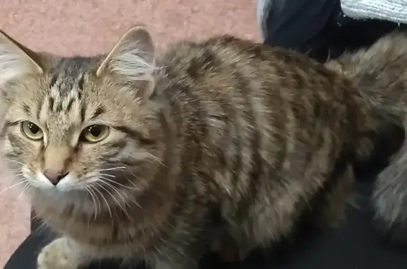 Найдена кошка Киса на Ленинградской, 34, Хабаровск.