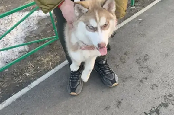 Найден щенок хаски на ул. Ивана Ярыгина, 41, Абакан