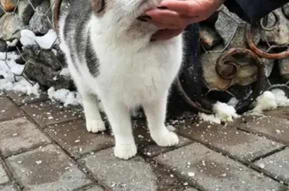 Найден котик в Борисово, Московская область