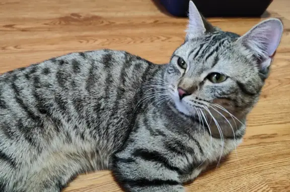 Найдена ласковая кошка на Иркутском тракте, Томск