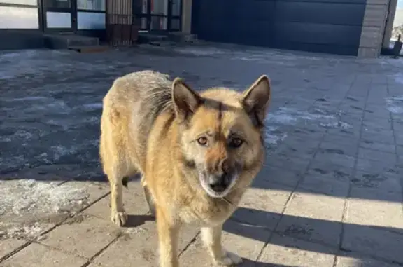 Найден пес возле станции «Подсолнечная» в Солнечногорске