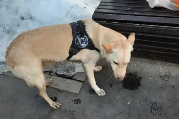 Собака найдена на Авиамоторной, 21 в Москве