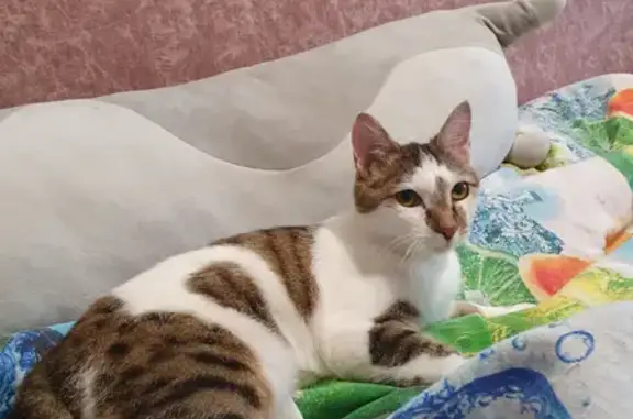 Найдена активная и ласковая кошка на Жердева, 92