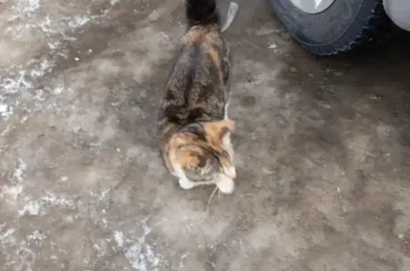 Трехцветная кошка на Воскресенской, 95, Архангельск