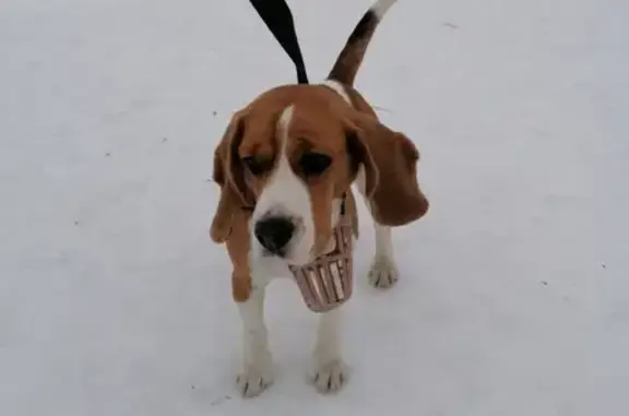 Собака с ошейником и намордником найдена в Северодвинске