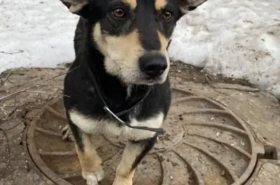 Найдена собака на ул. 70 лет ВЛКСМ, 8 в Оренбурге