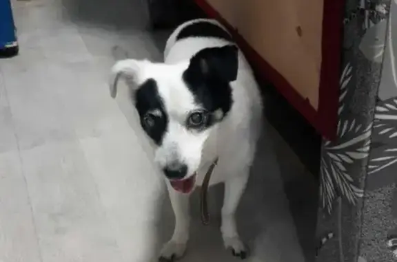 Собака Кобель найдена в Якутске с поводком