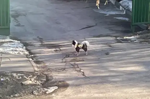 Собака бегает на Инициативной, Москва