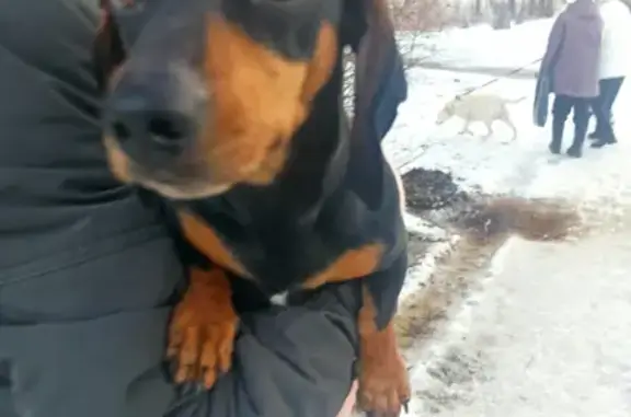 Найдена собака возрастом год в Снежинске