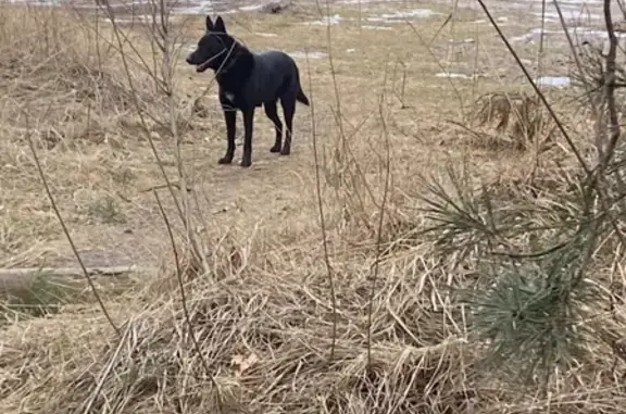 Найдена собака на улице Комарова, Новоподклетное