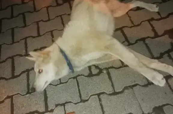 Собака с ошейником найдена в Екатеринбурге, возле аэропорта «Кольцово»