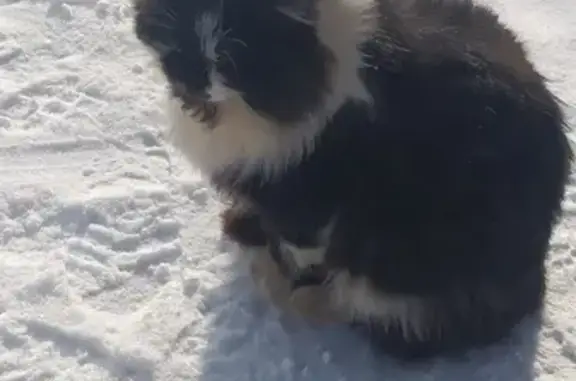 Кошки потеряшки, Труд, фото: Потеряшка кошка Кот Кубик, адрес - Труд, Ситниково, «Волга»