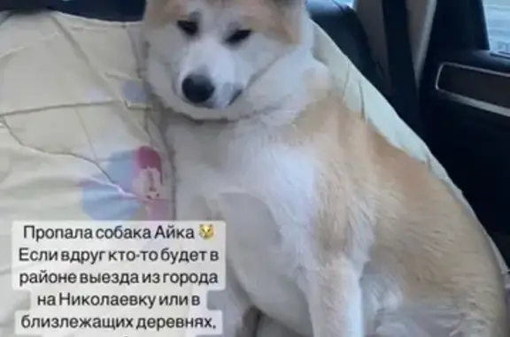 Пропала собака Айка на Волгодонской улице