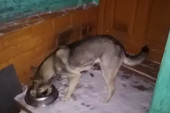 Собаки потеряшки, Нижний Новгород, фото: Потеряшка западно-сибирская лайка на Алебастровой, Нижний Новгород