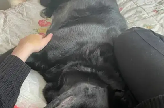 Собаки потеряшки, Санкт-Петербург, фото: Потеряшка собака МИККИ на Шлиссельбургском пр-те, СПб