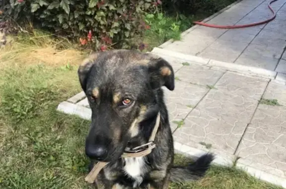 Пропала собака в селе Вязовка, Республика Башкортостан