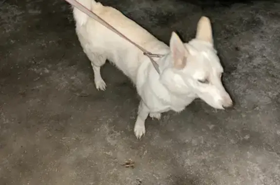 Срочно! Найдена ласковая собака на Площади Победы, Барнаул