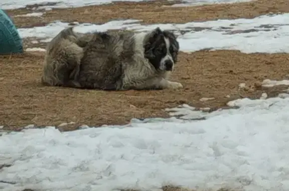 Найдена кавказская собака на ул. Белорусская 19, Хабаровск