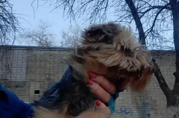 Собака на Елецкой улице, Волгоград.