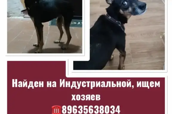 Собака найдена на Индустриальной, Хабаровск