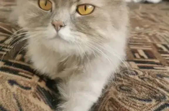 Пропала кошка Варя на Исаева, 13, Новороссийск