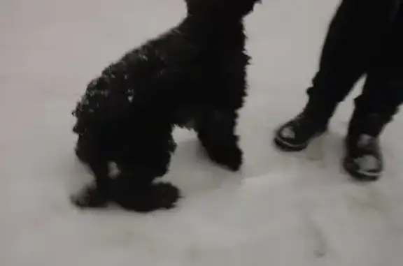 Собака найдена на ул. Буркова, 29 в Мурманске