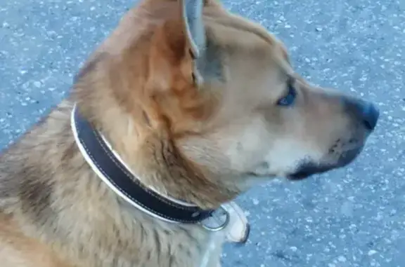 Найдена собака на Шамотной улице в Подольске