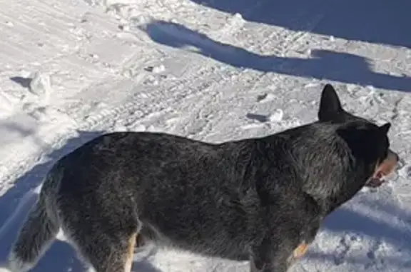 Собаки потеряшки, Санкт-Петербург, фото: Потеряшка собака СИД, Московское шоссе 1Б
