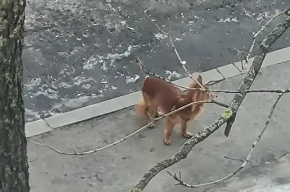Рыжая собака со шлейкой на ул. Планерная, 16 к5