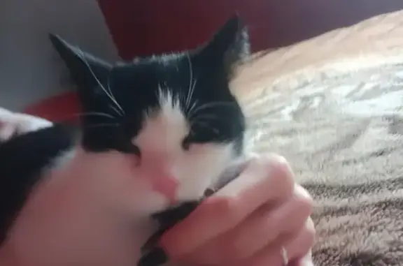 Кошки потеряшки, Телези, фото: Потеряшка кошка Алиса в Ломоносовском районе, Ленинградская область