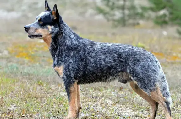 Собаки потеряшки, Санкт-Петербург, фото: Потеряшка собака 