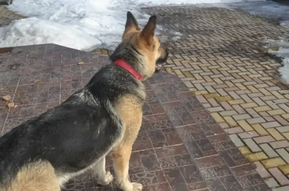Собака Овчарка найдена на Осенней улице 16, Чепелёво.