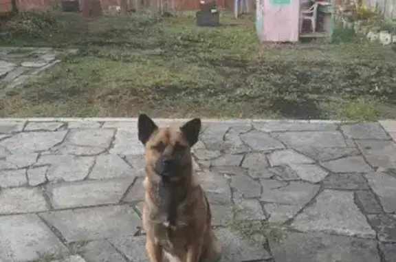 Пропала собака Балто в Горном Щите