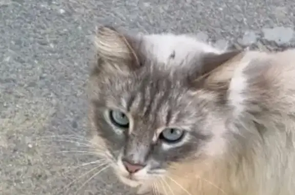 Найдена кошка на улице Генерала Штеменко, 7