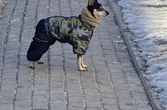 Собака найдена на Варшавском шоссе (дублёр), 104, Москва.