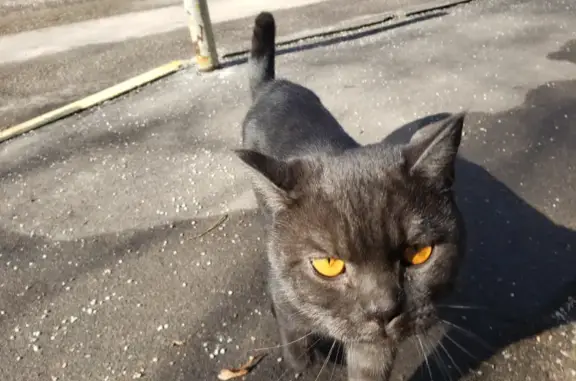 Найдена кошка в Зеленограде, похожа на британца или шотландца