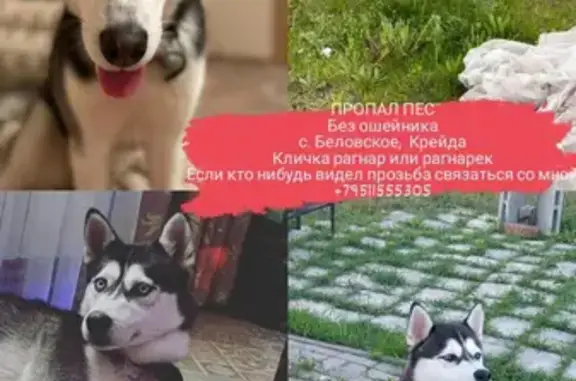 Пропала собака на Почтовой улице, 46А в Белгороде