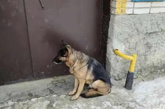 Найдена собака на улице Песочная, 15 - ищем хозяина! 🐶