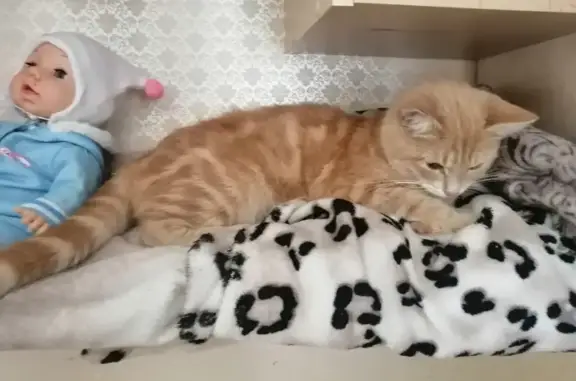 Найдена кошка, Гусь-Хрустальный район, фото: Пропала кошка на Первомайской, Гусевский район
