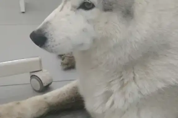 Собака Хаски найдена на улице Родионова, 197 (Нижний Новгород)