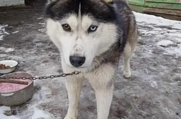 Найден пёс без ошейника в Мордовии